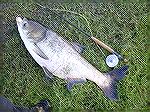 Here's one good tussle before I managed to land this carp when my size 8 Charlie on 3lb leader got (Dry fly leader...) jabbed on her head on one of my retreival.  