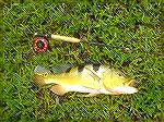 Another of Hun's catch