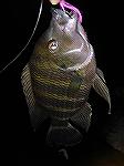 a good size 7 band Cichlid.  