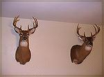 Ten pointers on the wall. Roger Niswonger Hazelwood, MO 2005 and 2006 Rifle kills. 