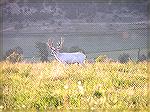 Albino Mule Deer