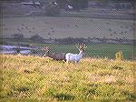 Albino Mule Deer Buck with another Mule Deer Buck