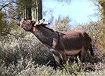 One of lake Pleasant's local residents -- a wild burro.