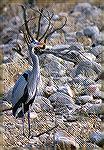 Another lake Pleasant resident -- a Great Blue heron.