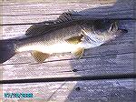 big bass boy's fish