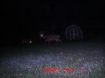 Good buck on camera! Midnight 9/8/07