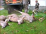 2 younger bucks and third one from early season trail camera