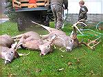 2 younger bucks and third one from early season trail camera