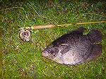 Here's a fat Gourami on a white muddler  