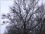 Unbelieveable amount of nests in this tree! I was scouting for the 2008 Spring Turkey season. I always watch for nests and hollow trees for squirrels as well. I will sit about 50 yards away with my 10