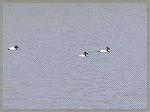 Three Canvasback ducks.