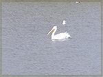 American White Pelican taking a break while on a long migration back to the Gulf.