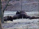 Lone Elk Park, St Louis County, MO. This is a beautiful Park you may drive through and see Trophy Elk, White Tail and Buffalo. I have seen the longest beards on Turkey here as well.