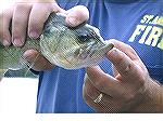 Genetic defect causes the bottom lip to be longer than the upper. CPR was practiced on this little buck bass.