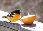 The local TV weatherman suggested that Baltimore Orioles could be attracted in the spring to cut oranges.&#160; I tried it the next day with this result!