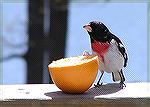 While trying to attract Baltimore Orioles one spring,&#160;I got this bonus bird, a Rose-Breasted Grosbeak!