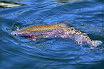 This rainbow was caught on an eighth-ounce jig and released from Canyon Ferry Lake near Helena, MT.