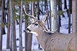 This critter probably suffered horn damage while his horns were forming and the left one grew like this. At first I thought it was about to be shed and just hanging, but this buck and another started 