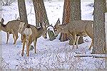 The buck on the right doesn't seem to care that he's fighting with one horn.