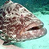 Goliath Grouper