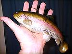 10" Castaic Rainbow Trout Swimbait