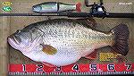 Japan&rsquo;s Manabu Kurita tied Perry/s 22 pound 4 oz World record. Caught in Japan!