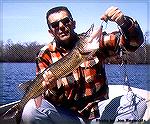 Nice Chain Picketel caught by Chuck Edghill on the Chicamicomic River on Maryland's Eastern Shore.