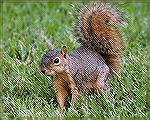 Fox Squirrel