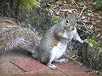 Grey Squirrel