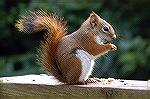 Red Squirrel