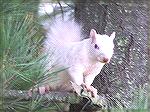 White Squirrel