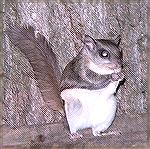 Flying Squirrel