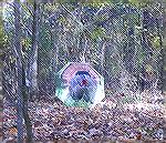 Strutting gobbler decoy umbrella from MississippiDecoys.comSource:http://www.mississippidecoys.com/102_0131.JPG