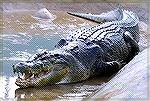 Lolong is the New World Record Crocodile
Lolong is a 20.24-foot male that weighted in at 2,370 lbs!
Lolong is kept alive and well in a Crocodile Park in the Philippines