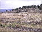 A nice pronghorn buck seen on the NRA Whittington Center grounds.