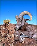 My desert bighorn ram killed in the Kofa Wildlife Refuge near Yuma on Dec. 8, 2012.
After 40+ years of applying for a desert bighorn tag in AZ, I finally drew one this year. Below is the result. He's