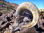 My desert bighorn ram killed in the Kofa Wildlife Refuge near Yuma on Dec. 8, 2012.
After 40+ years of applying for a desert bighorn tag in AZ, I finally drew one this year. Below is the result. He's