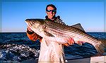 Here's a photo of a really nice striped bass caught during the fall off the coast of North Carolina in 2010.