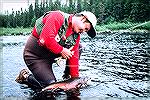 Angler with nice brook trout caught in the Little Minipi watershed area of Labrador.