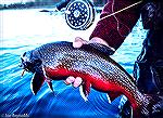 Typical brightly colored brook trout caught in the Parke Lake area of the Eagle River in Labrador.