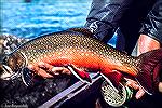 Beautifully colored trophy brook trout are found in the wilderness areas of Labrador.