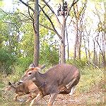 Hunters trail cam catches the shot from opposite angle
