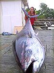 World Record Pacific Blue Tuna 907 pounds