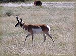 A nice looking pronghorn buck, photographed at the NRA Whittington Center in early October 2014.