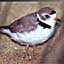 Piping Plover in Decline