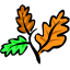 Leaves & Color Change