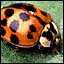 Asian Lady Beetles