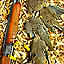 Safe Dove Hunting